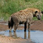 Hyena