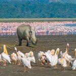 Rhino in Lake Nakuru national park Kenya