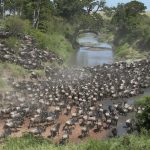 Gnus using Mara river