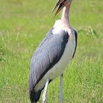 Marabou stork