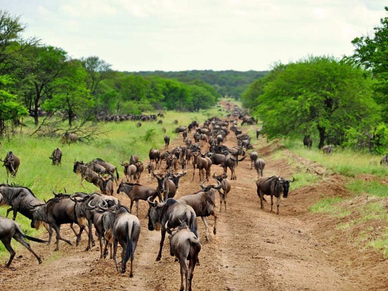 Top 12 Safaris In Africa