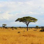 Top 12 Safaris In Africa