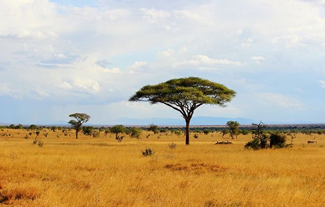 Top 12 Safaris In Africa