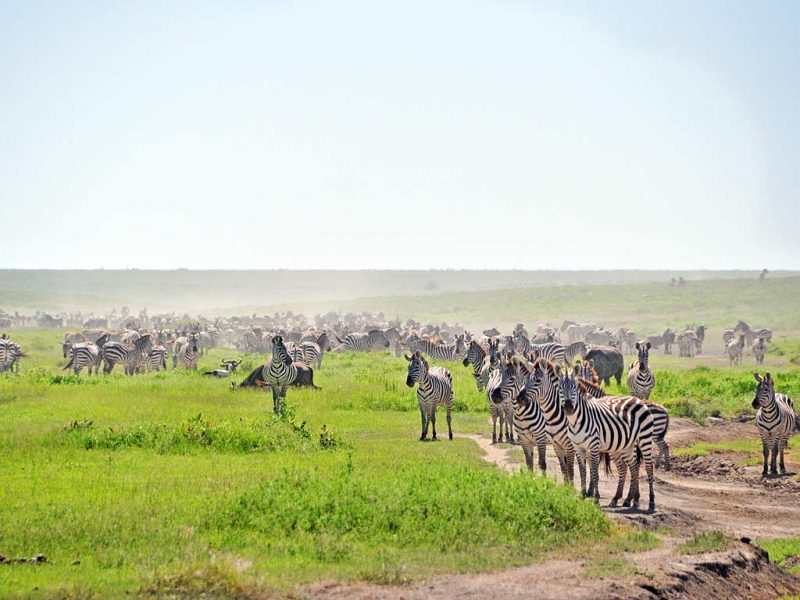 Top 12 Safaris In Africa