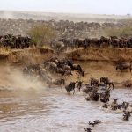 Maasai Mara wildlife reserve