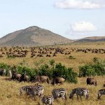 Maasai Mara