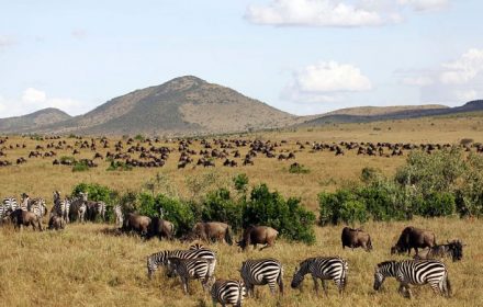 Maasai Mara