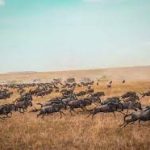 Wildebeest