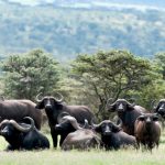 African buffalo