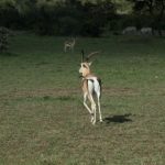 Gazelle