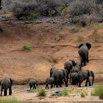 Samburu elephant