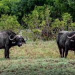 Experiences at the River Camp Olpejeta