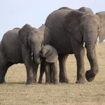 Fight against poaching