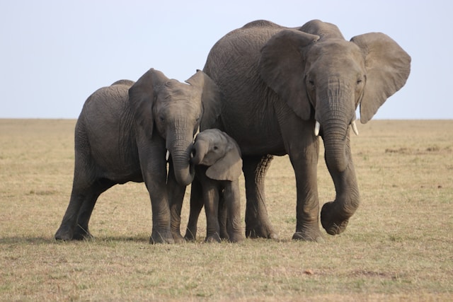 Fight against poaching