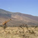 Kenya safari