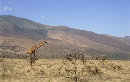 Kenya safari