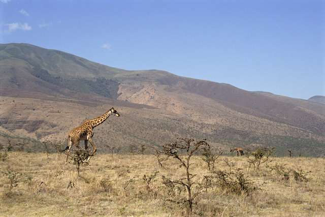 Kenya safari